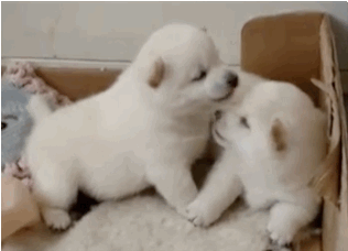 Puppies chewing each other's faces